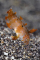   Xyrichtys novacula  